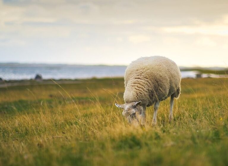 sheep, animal, graze, pasture, grass, meadow, wool, mammal, agriculture, landscape, wildlife, nature, sheep, sheep, sheep, sheep, sheep