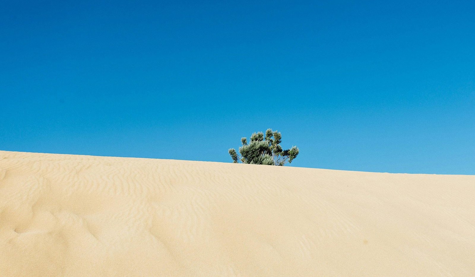 Plant in the Desert